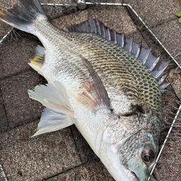 クロダイ