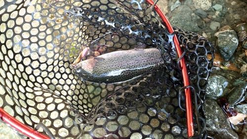 ニジマスの釣果