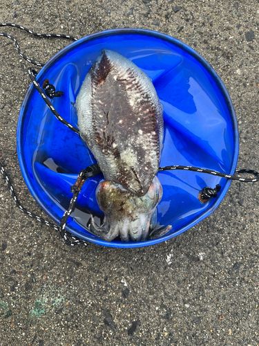 コウイカの釣果