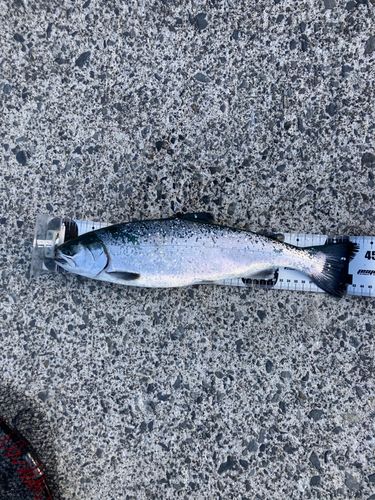 ギンザケの釣果