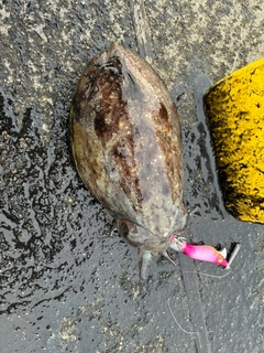 イカの釣果