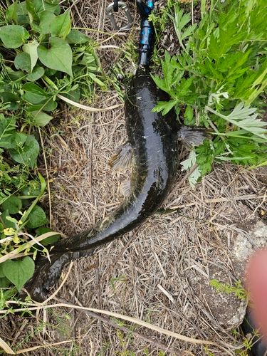 ナマズの釣果