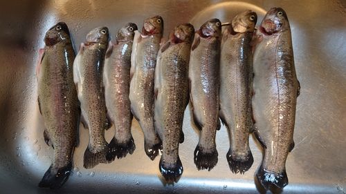 ニジマスの釣果