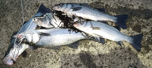 ヒラスズキの釣果