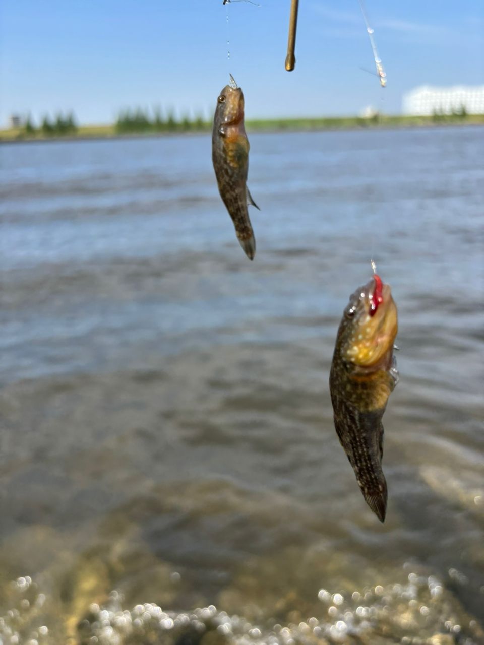 シモフリシマハゼ