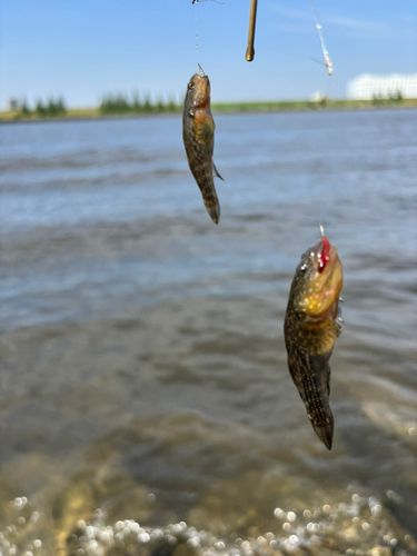 シモフリシマハゼの釣果