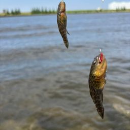 シモフリシマハゼ