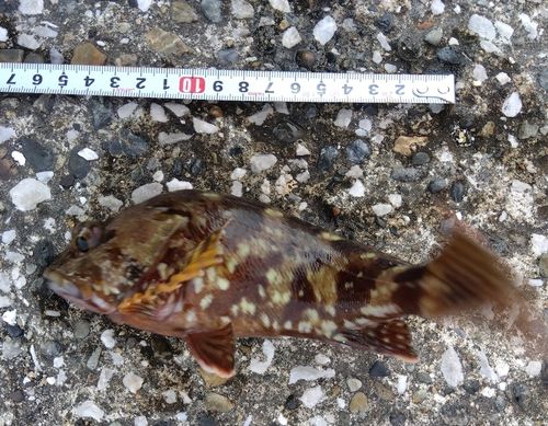 カサゴの釣果