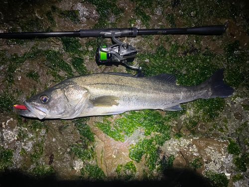 マルスズキの釣果