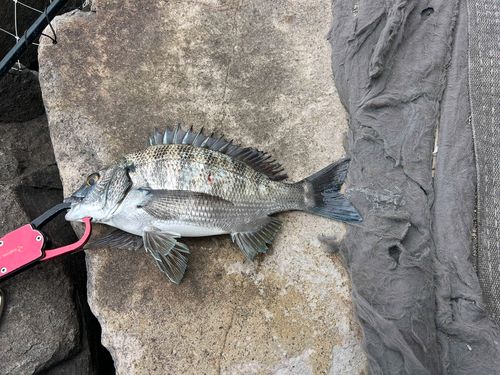チヌの釣果