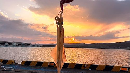ヤリイカの釣果