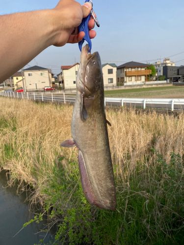 ナマズの釣果