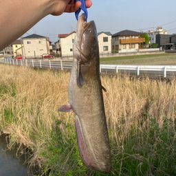 ナマズ