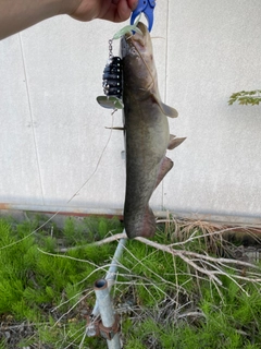 ナマズの釣果