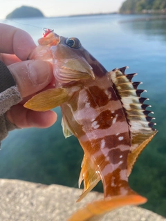 アカハタの釣果