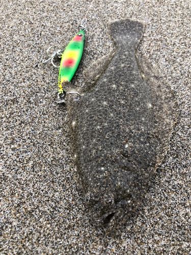 ソゲの釣果