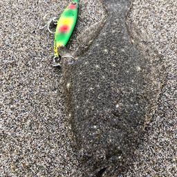 ソゲ