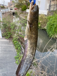 ナマズの釣果