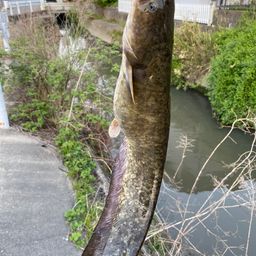 ナマズ