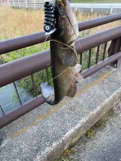ナマズの釣果