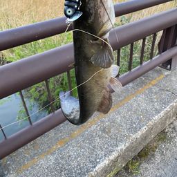 ナマズ