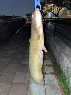 ナマズの釣果