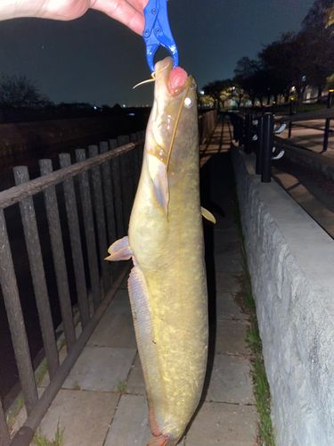 ナマズの釣果