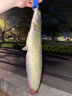 ナマズの釣果