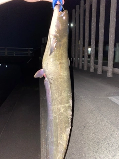ナマズの釣果