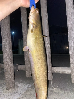 ナマズの釣果
