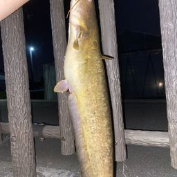 ナマズ