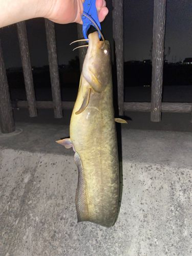 ナマズの釣果