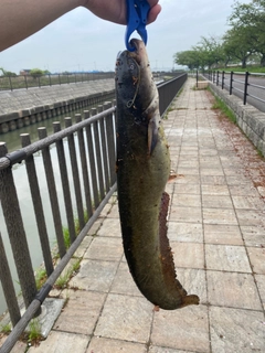 ナマズの釣果