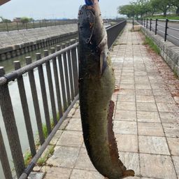 ナマズ