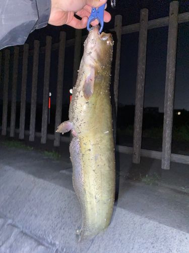 ナマズの釣果