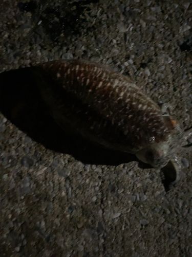 モンゴウイカの釣果