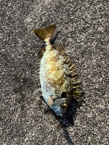 アイゴの釣果