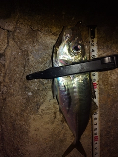 マアジの釣果