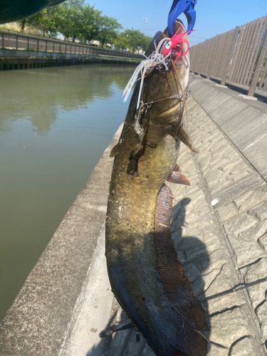 ナマズの釣果