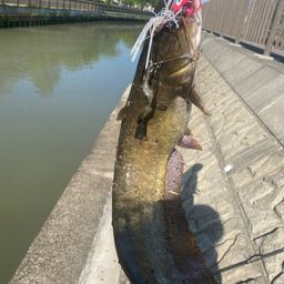 ナマズ