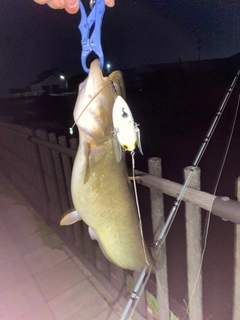 ナマズの釣果