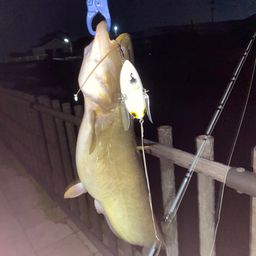 ナマズ