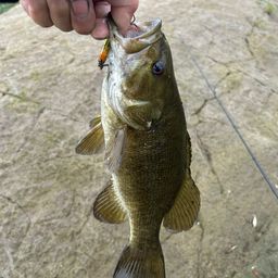 スモールマウスバス