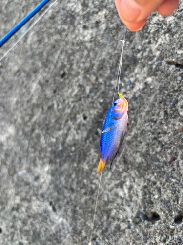 ソラスズメダイの釣果