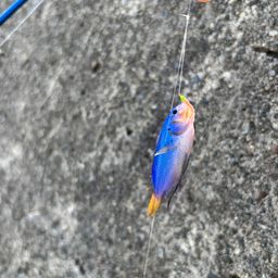 ソラスズメダイ