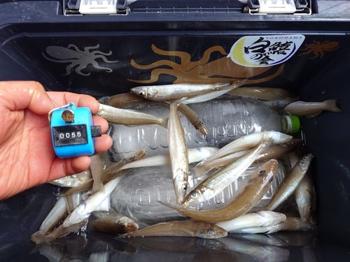 シロギスの釣果