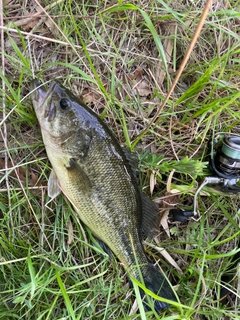 ラージマウスバスの釣果
