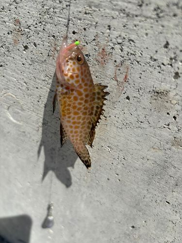 オオモンハタの釣果