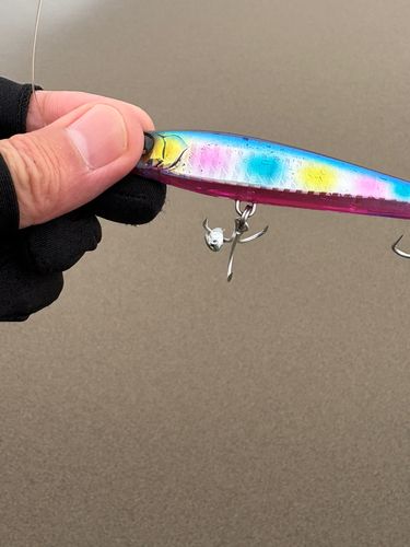 シタビラメの釣果