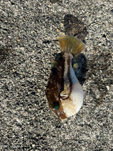 キタマクラの釣果